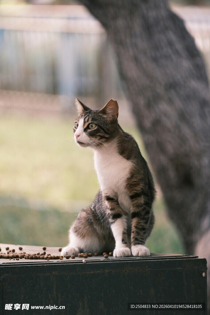 户外蹲坐的三色猫咪