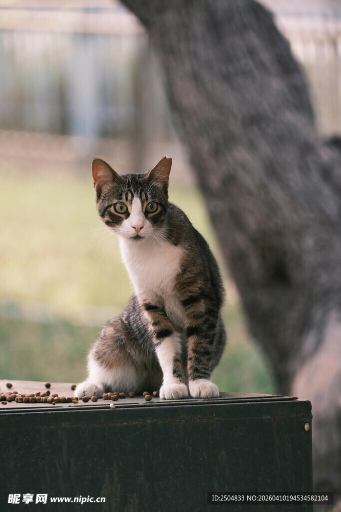 户外可爱小猫蹲坐
