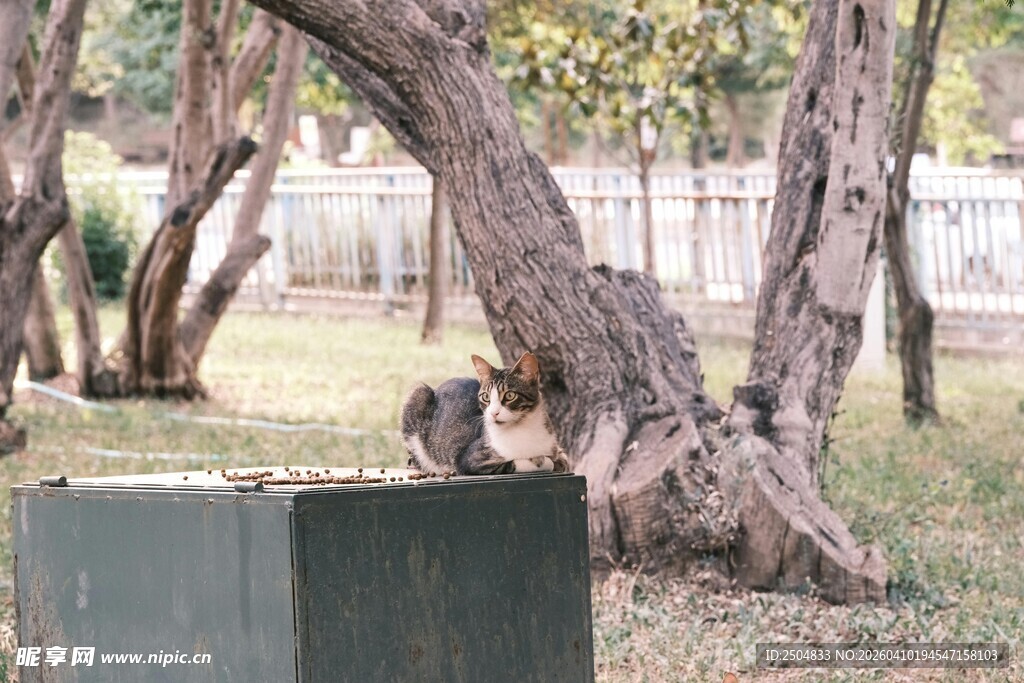 公园中休憩的猫咪