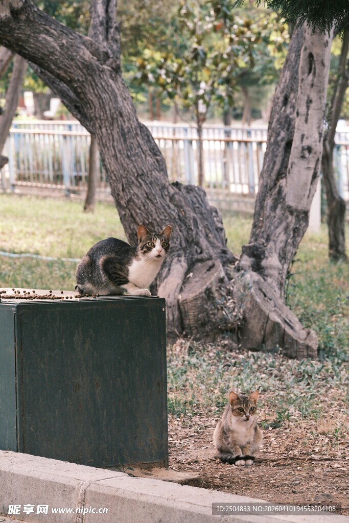 树下的猫咪