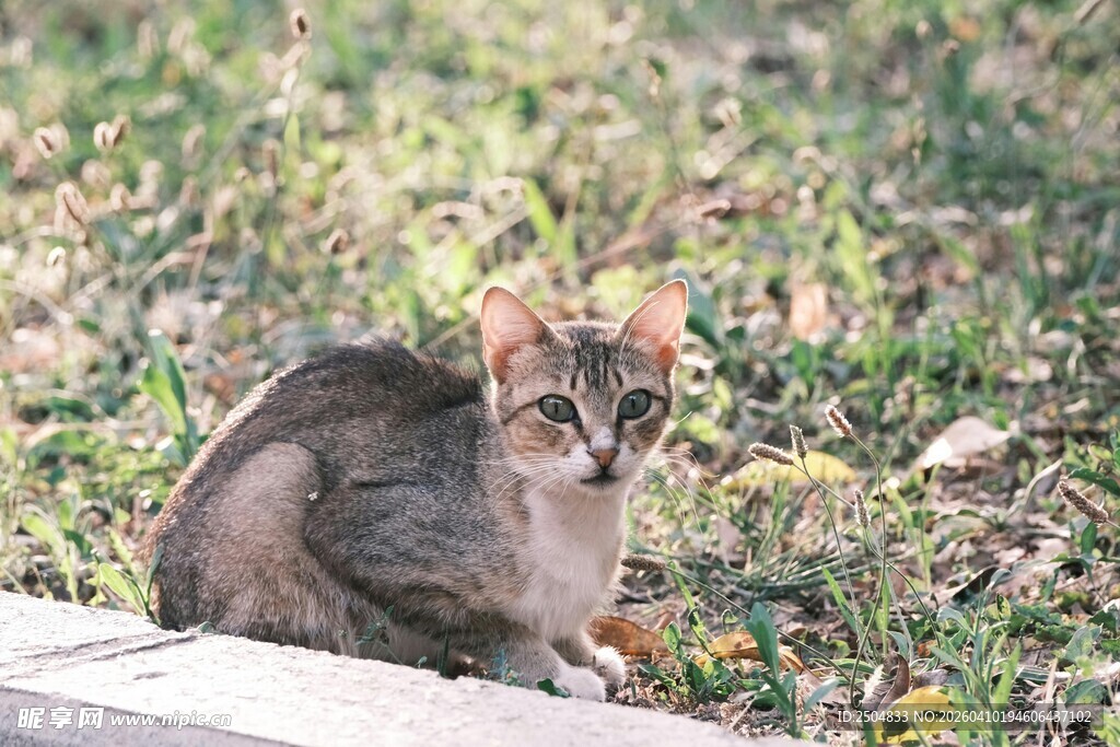 户外蹲坐的可爱小猫咪