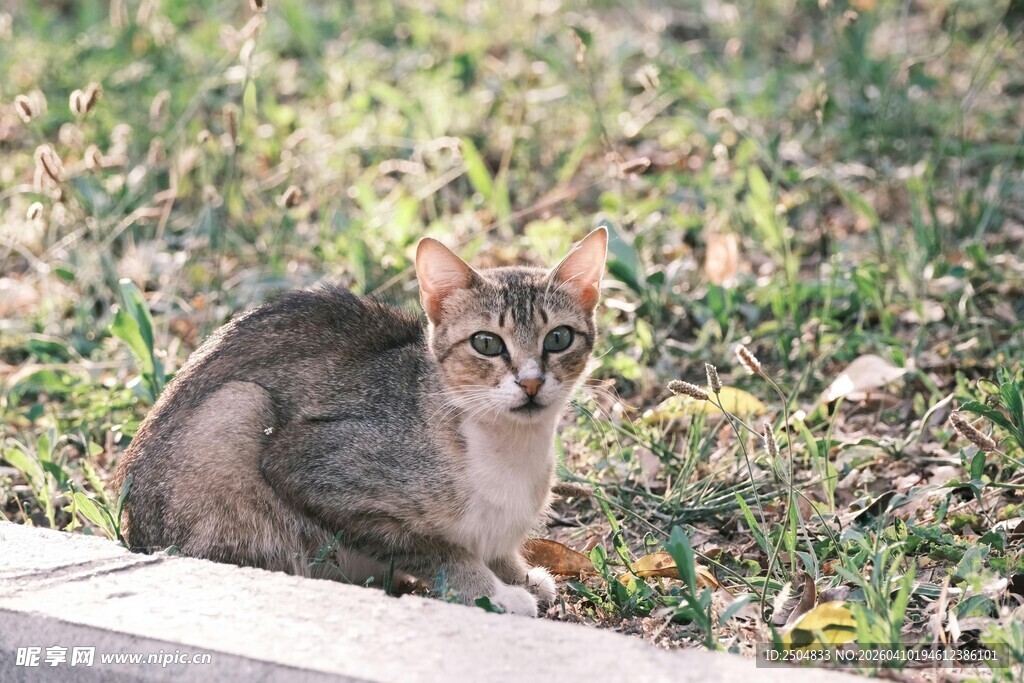 户外蹲坐的斑纹猫咪