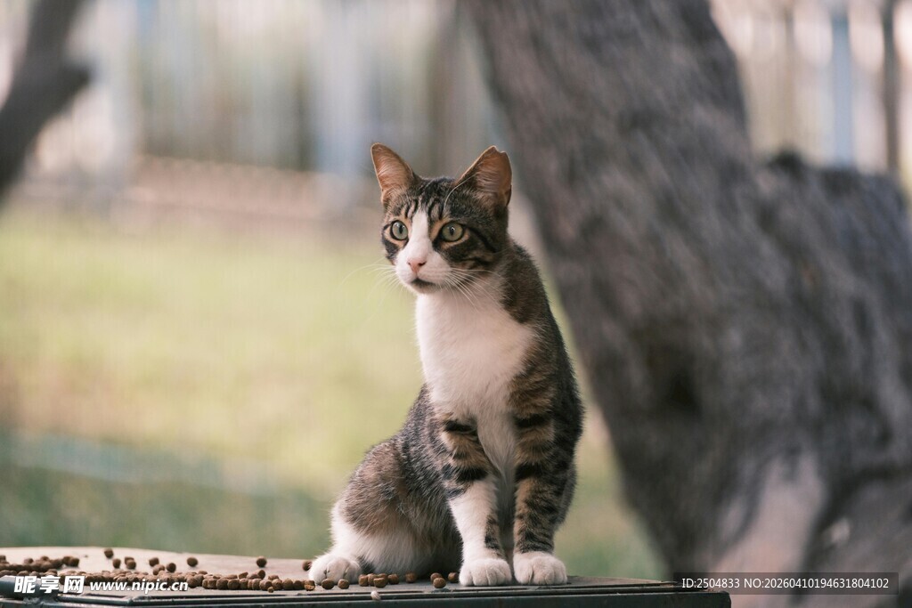 户外可爱小猫蹲坐