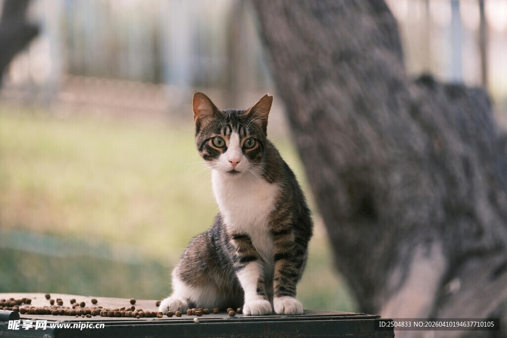 户外木台上的三色小猫