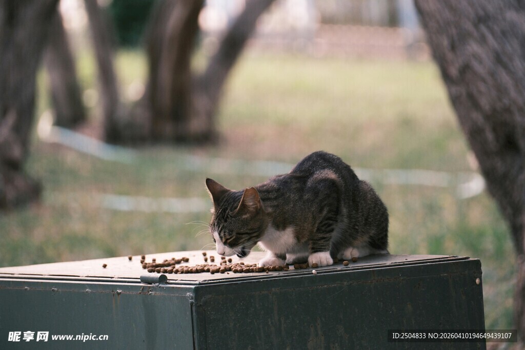 户外猫咪低头进食场景