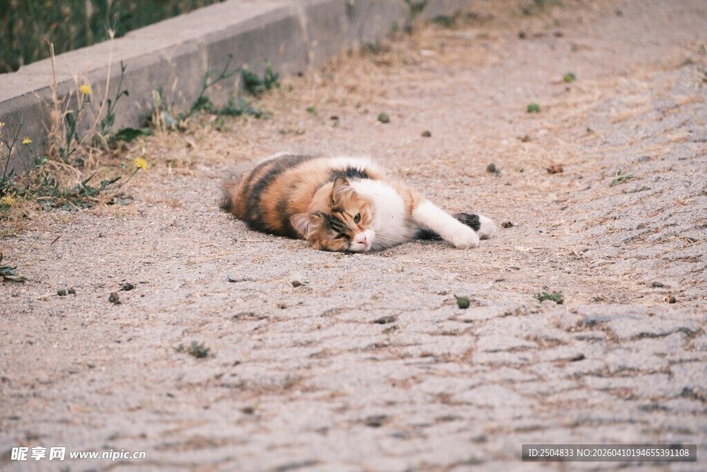 路边酣睡的三色猫咪