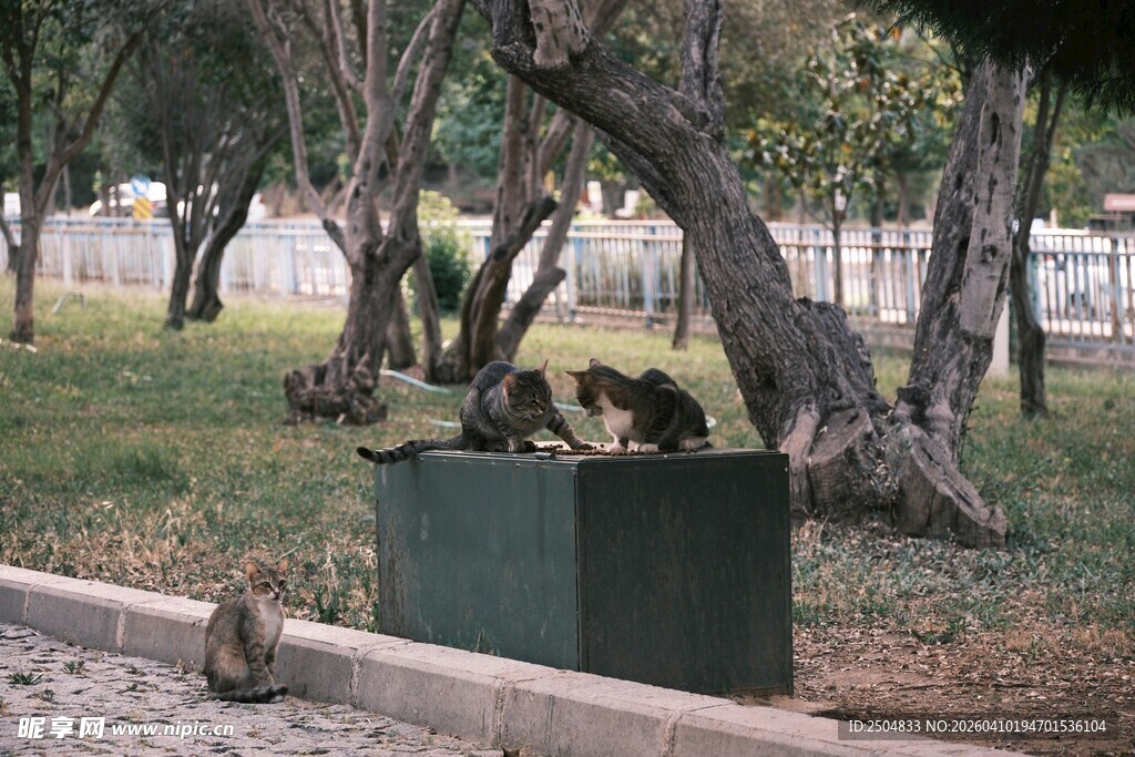 公园长椅旁的松鼠与小鸟