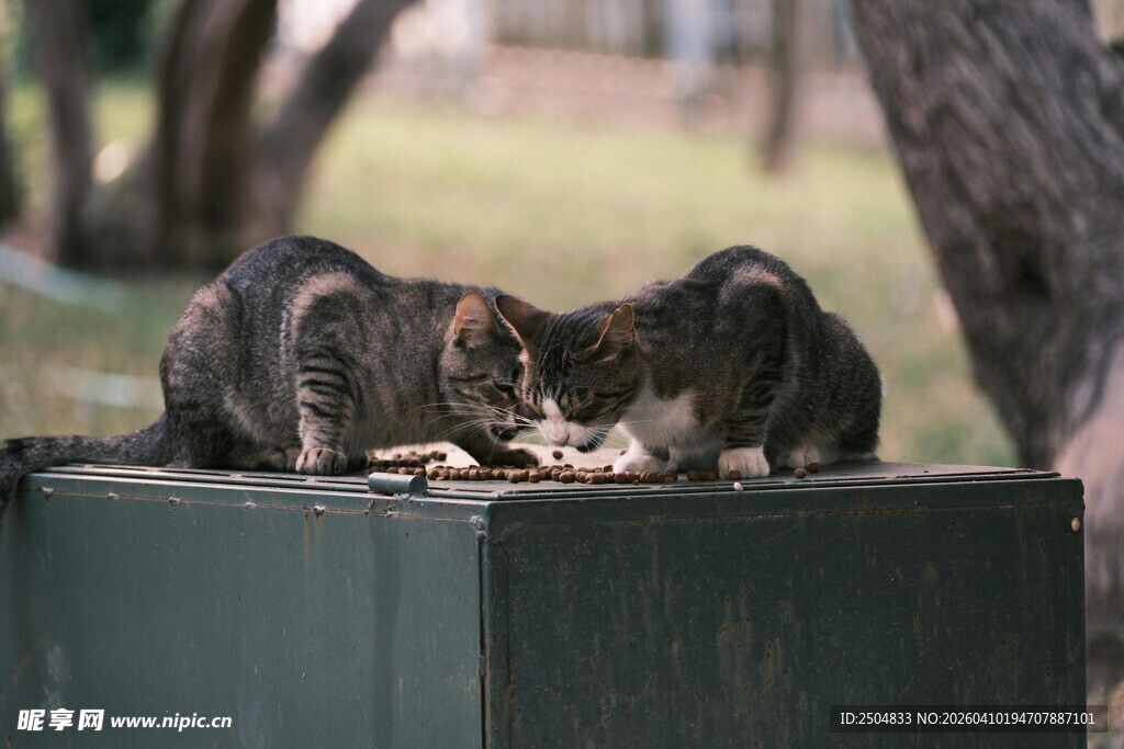 两只猫咪在箱上进食