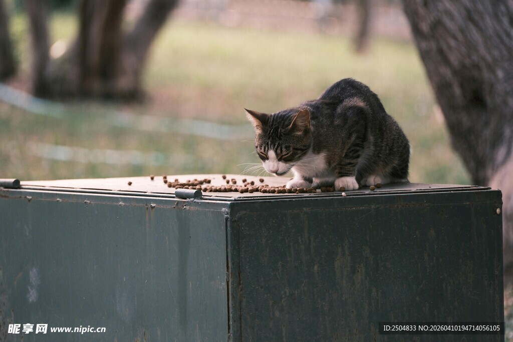 猫咪在户外进食