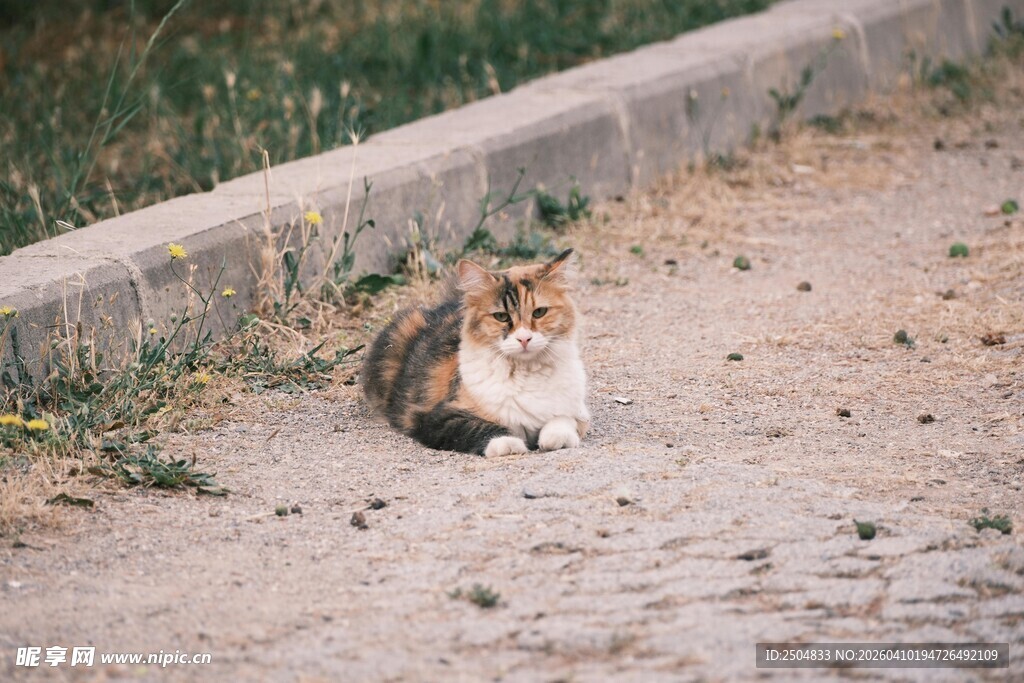 路边休憩的猫咪