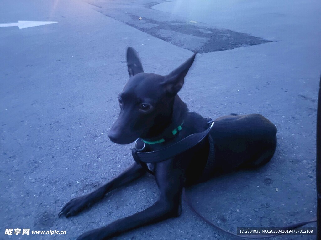 黑色小狗趴地休憩