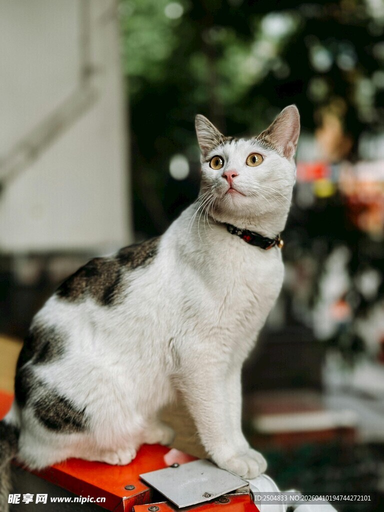 可爱猫咪端坐红色物件上