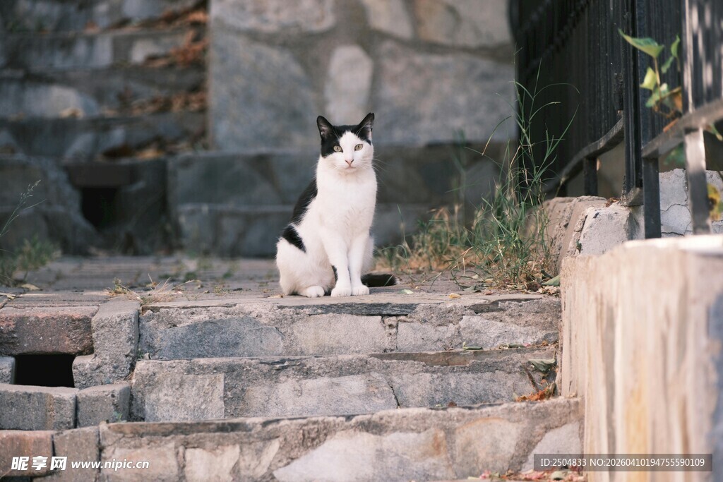 石阶上的黑白猫咪