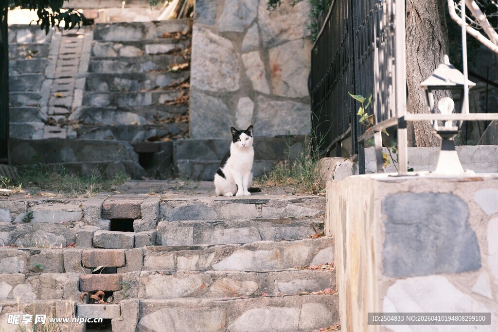 石砌台阶上的白色猫咪