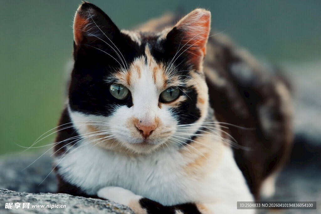 三色猫咪趴在石头上