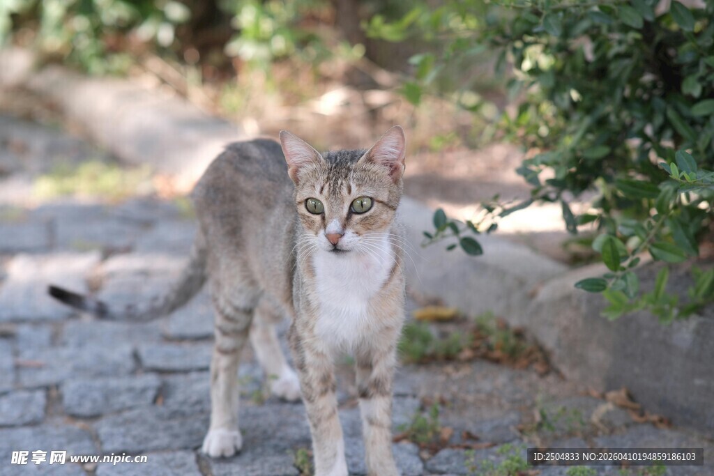 户外漫步的斑纹猫咪