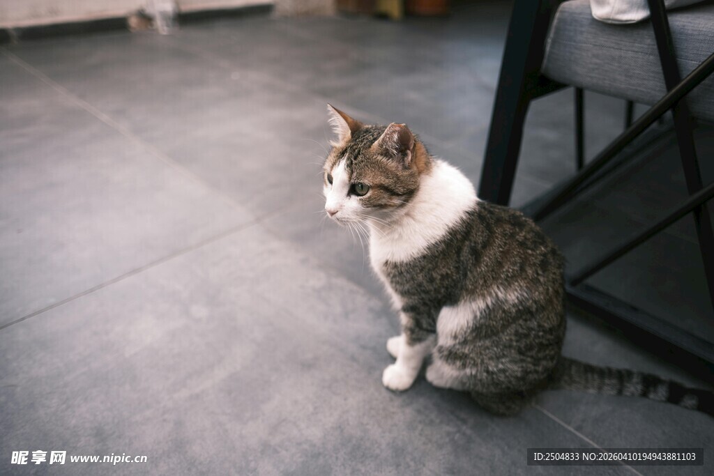 坐着的可爱花猫