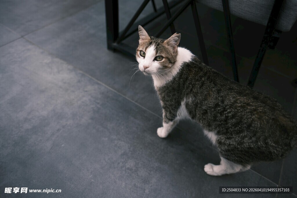 室内可爱猫咪站立瞬间