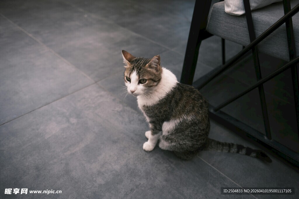 可爱猫咪安静坐于地面