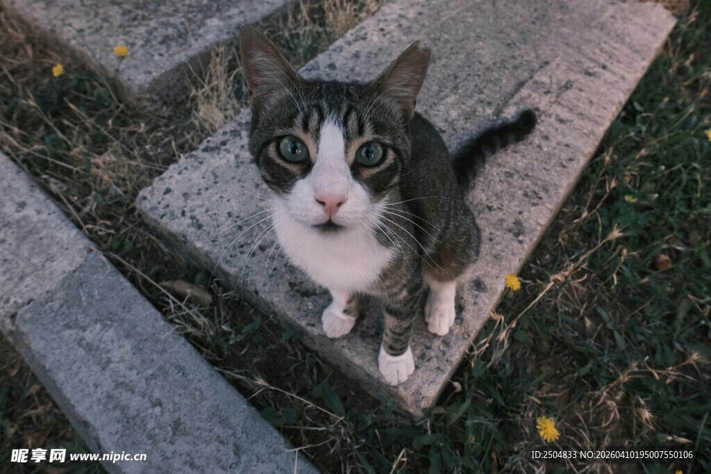 可爱猫咪户外好奇张望
