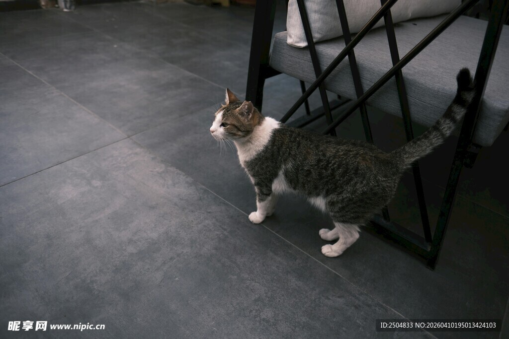 室内可爱猫咪仰头张望
