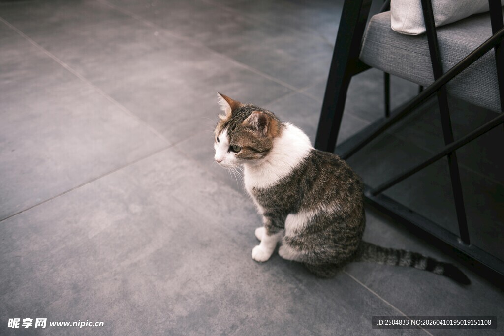 坐着的斑纹猫咪