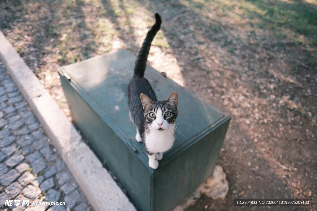 站在箱子上的三色小猫