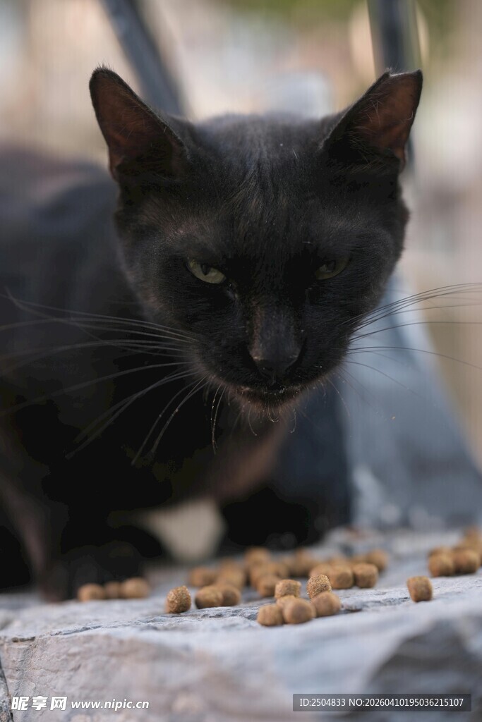 黑猫进食中