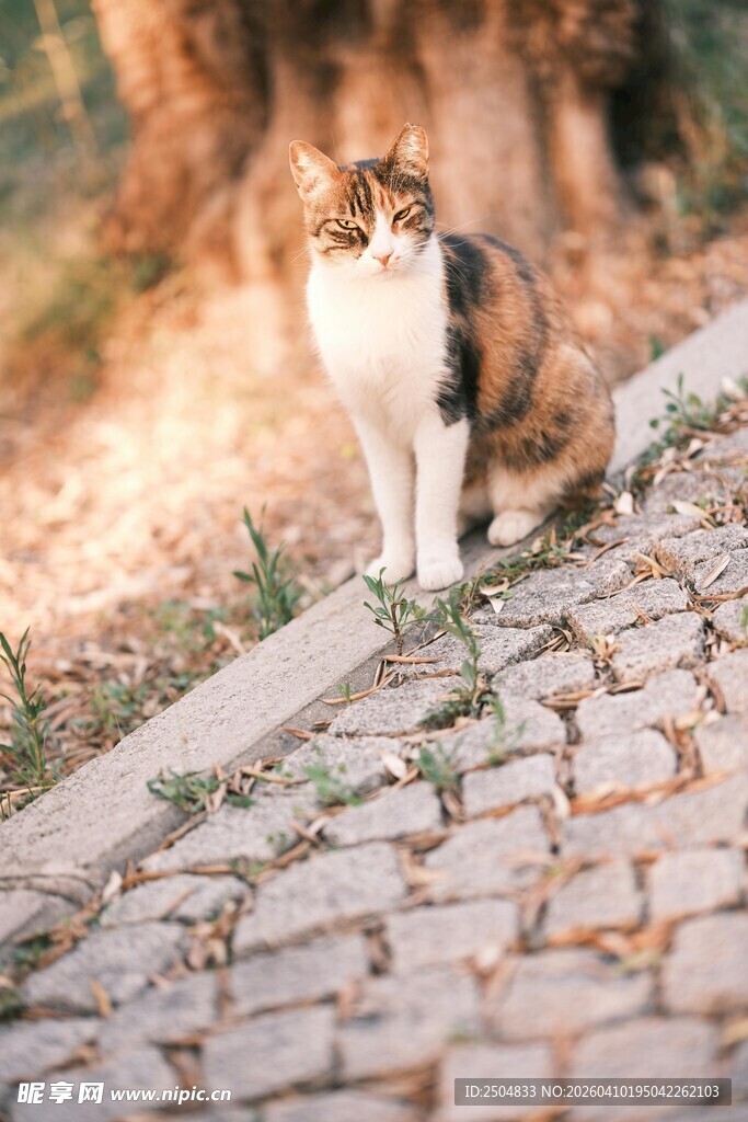 路边的三色猫咪