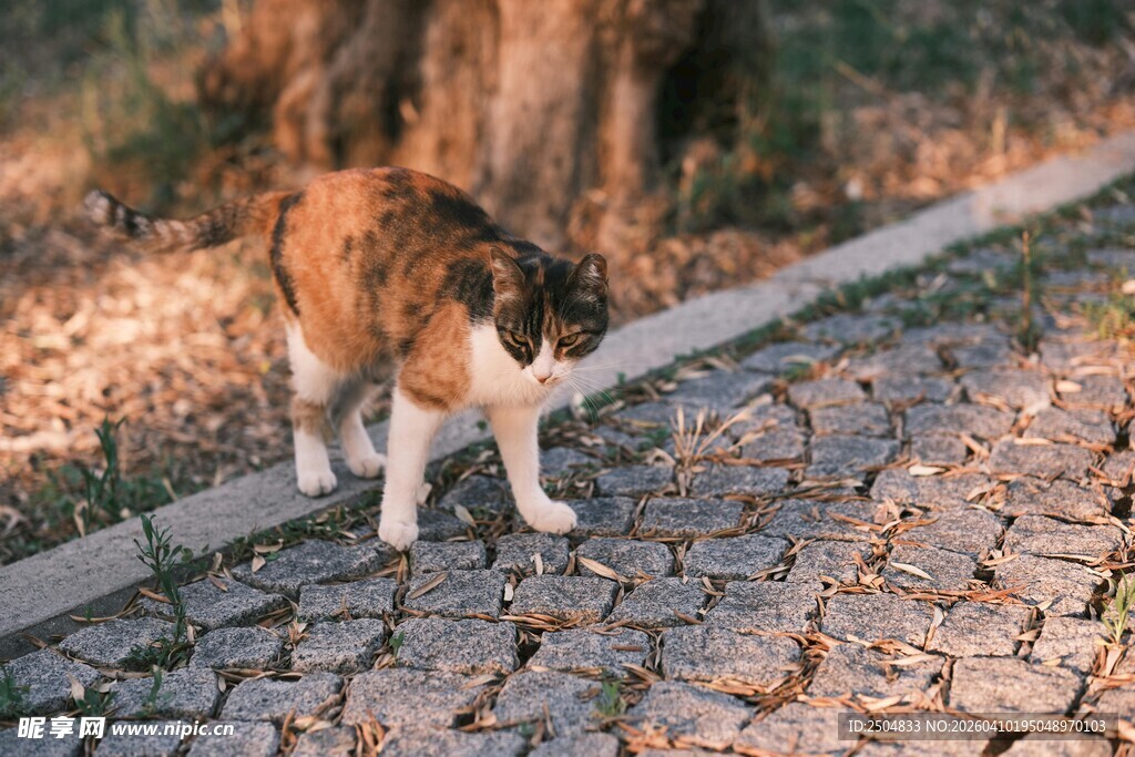 漫步石子路的可爱猫咪