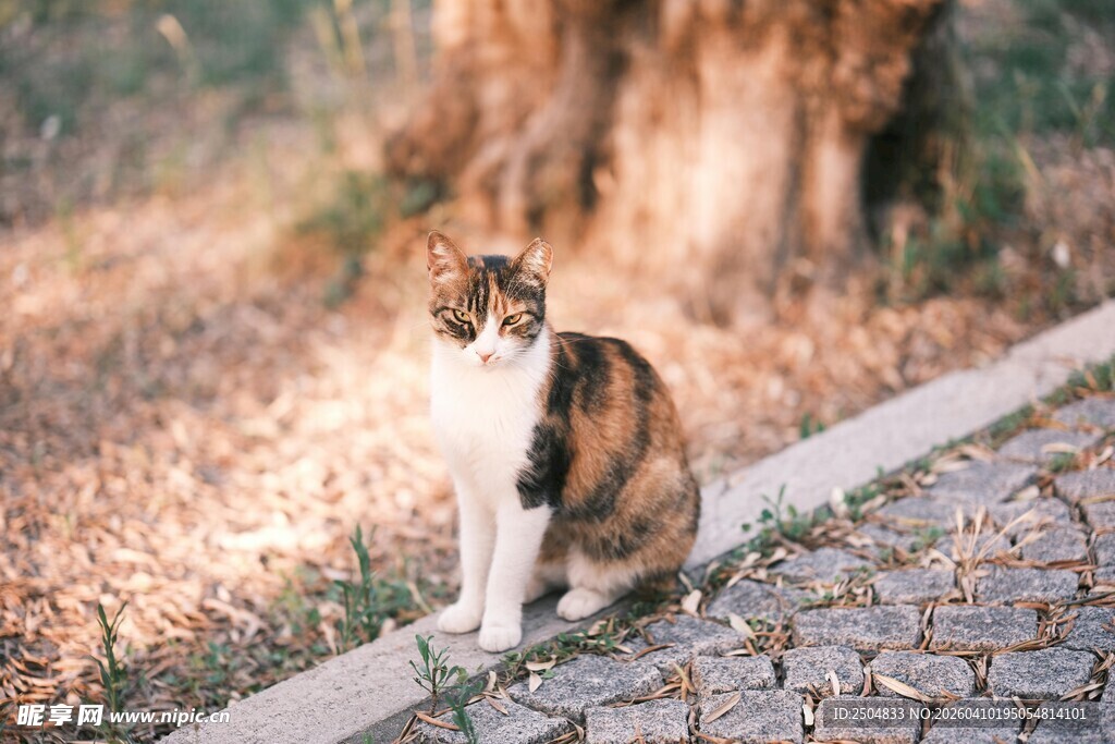 路边的三色猫咪