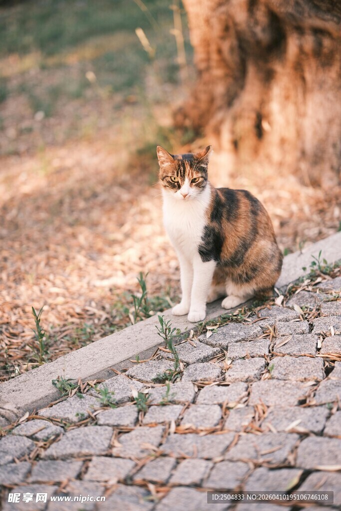 石板路上的三色猫咪