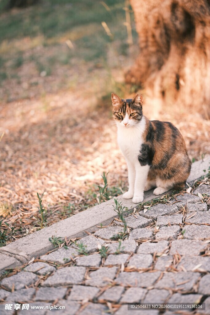路边的三色猫