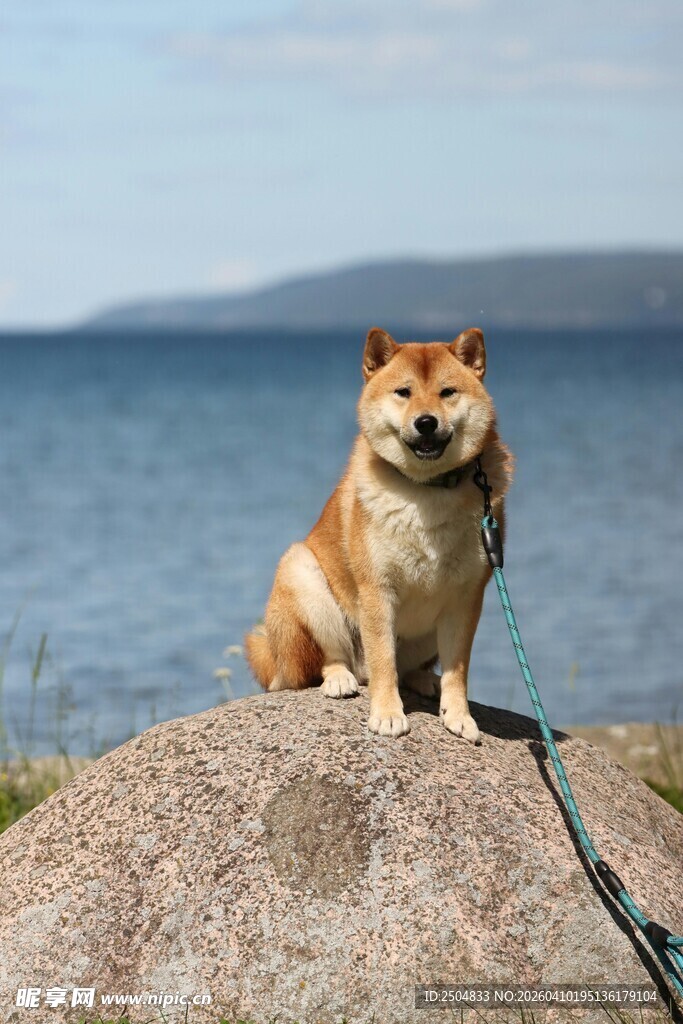 岩石上的柴犬眺望远方