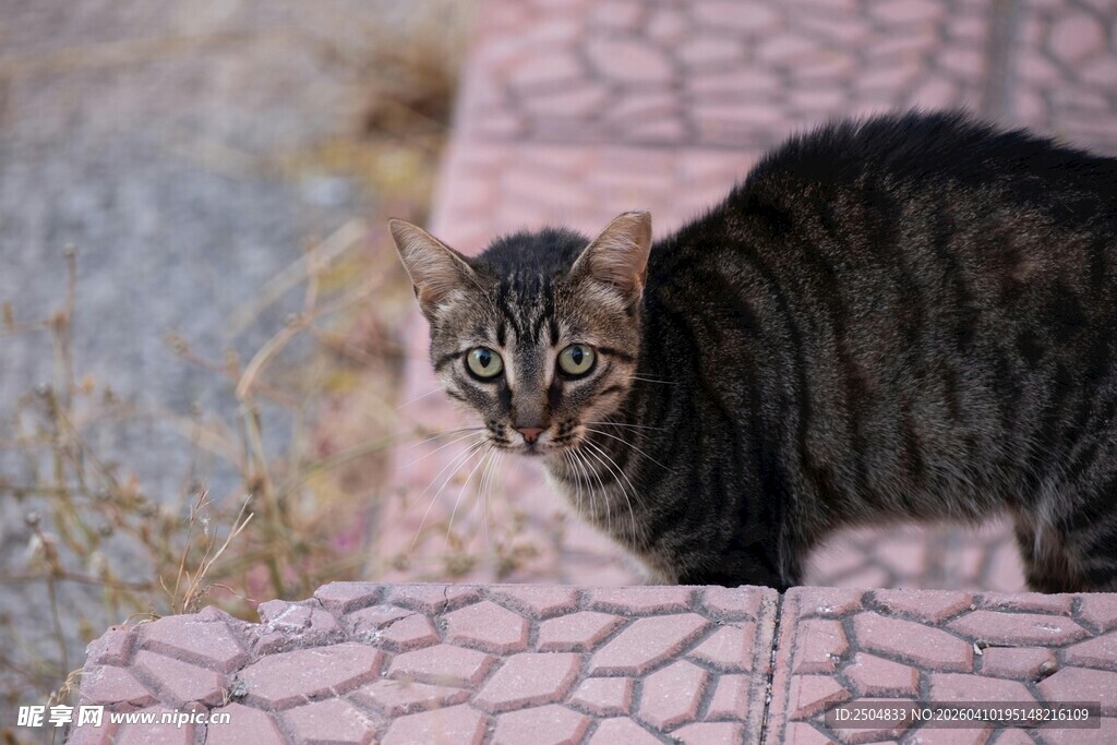 石墙边的斑纹猫