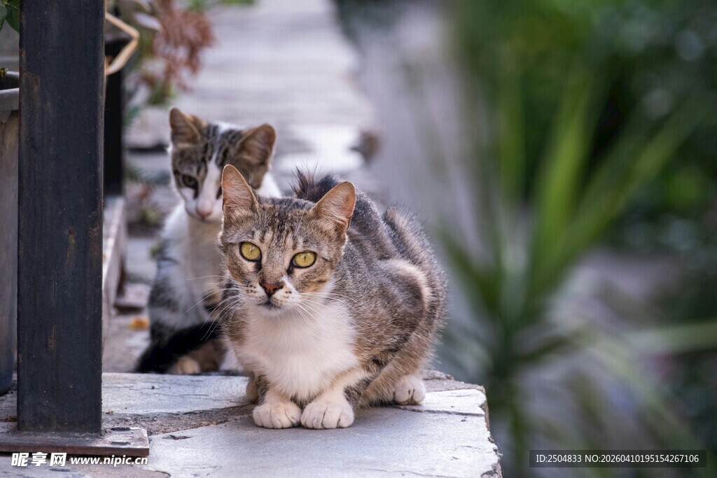 户外休憩的可爱猫咪