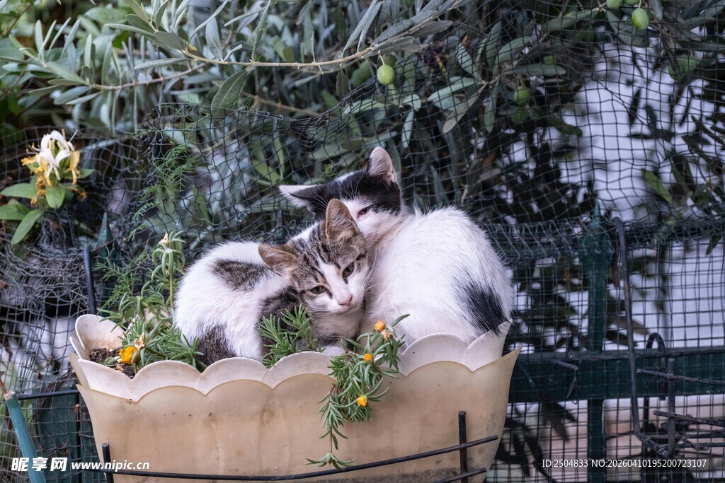 猫咪在绿植旁惬意休憩