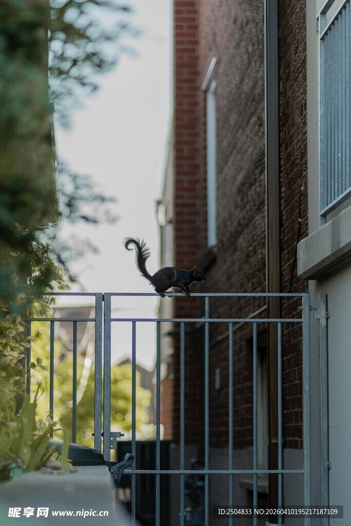 栏杆上的猫咪