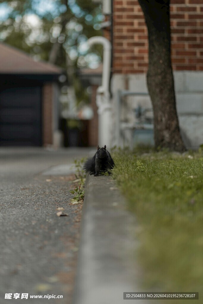 路边草丛中的黑猫