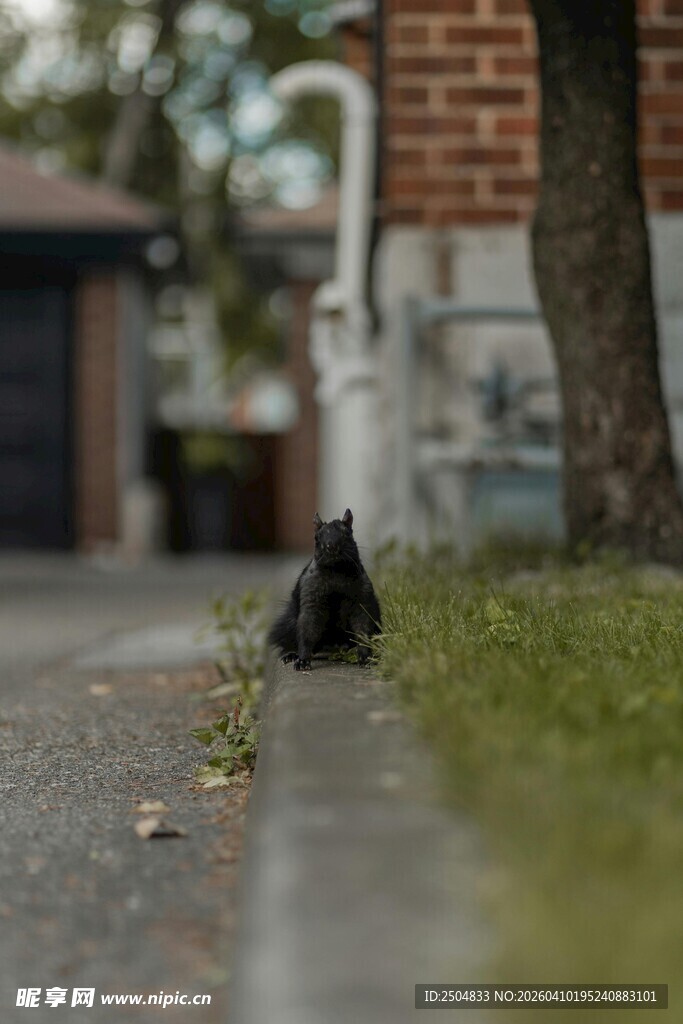 路边小黑猫