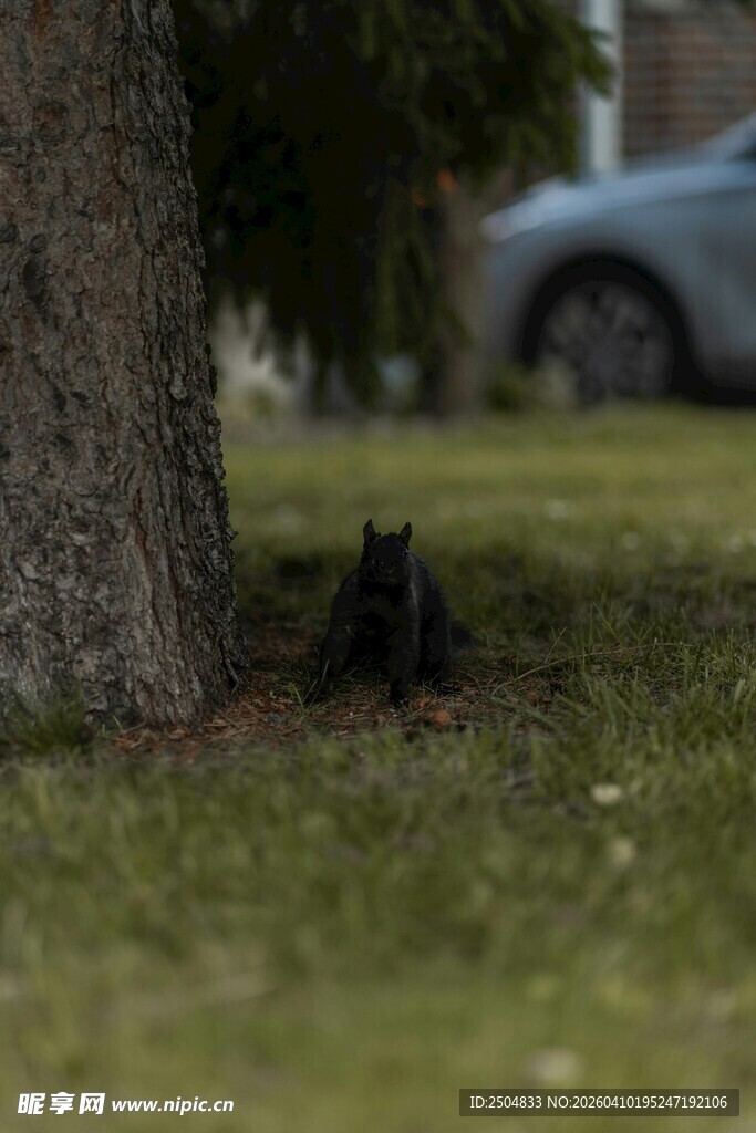 树下黑猫