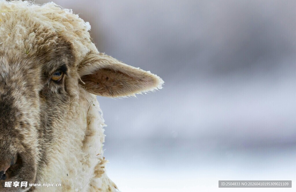 雪地中的绵羊特写