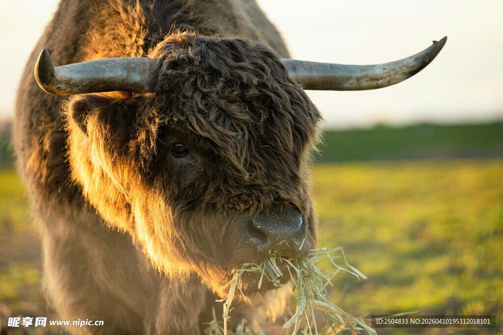 草原上的健硕长角牛