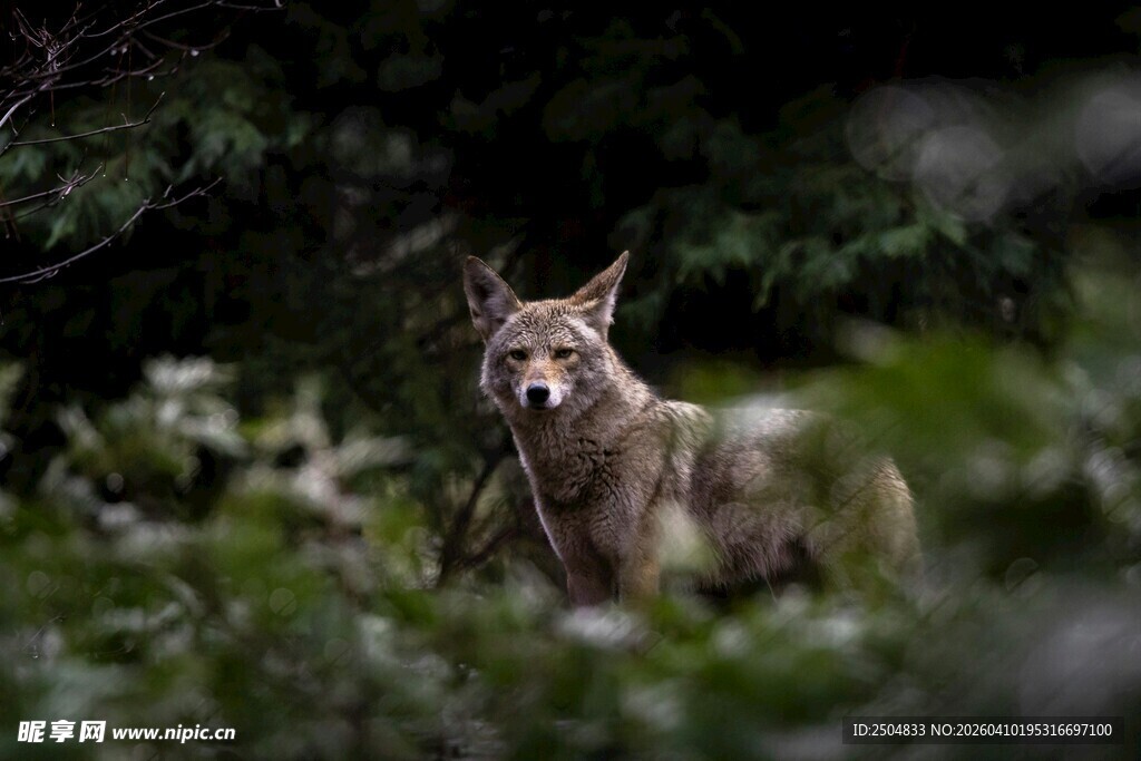 草丛中的警觉野狼