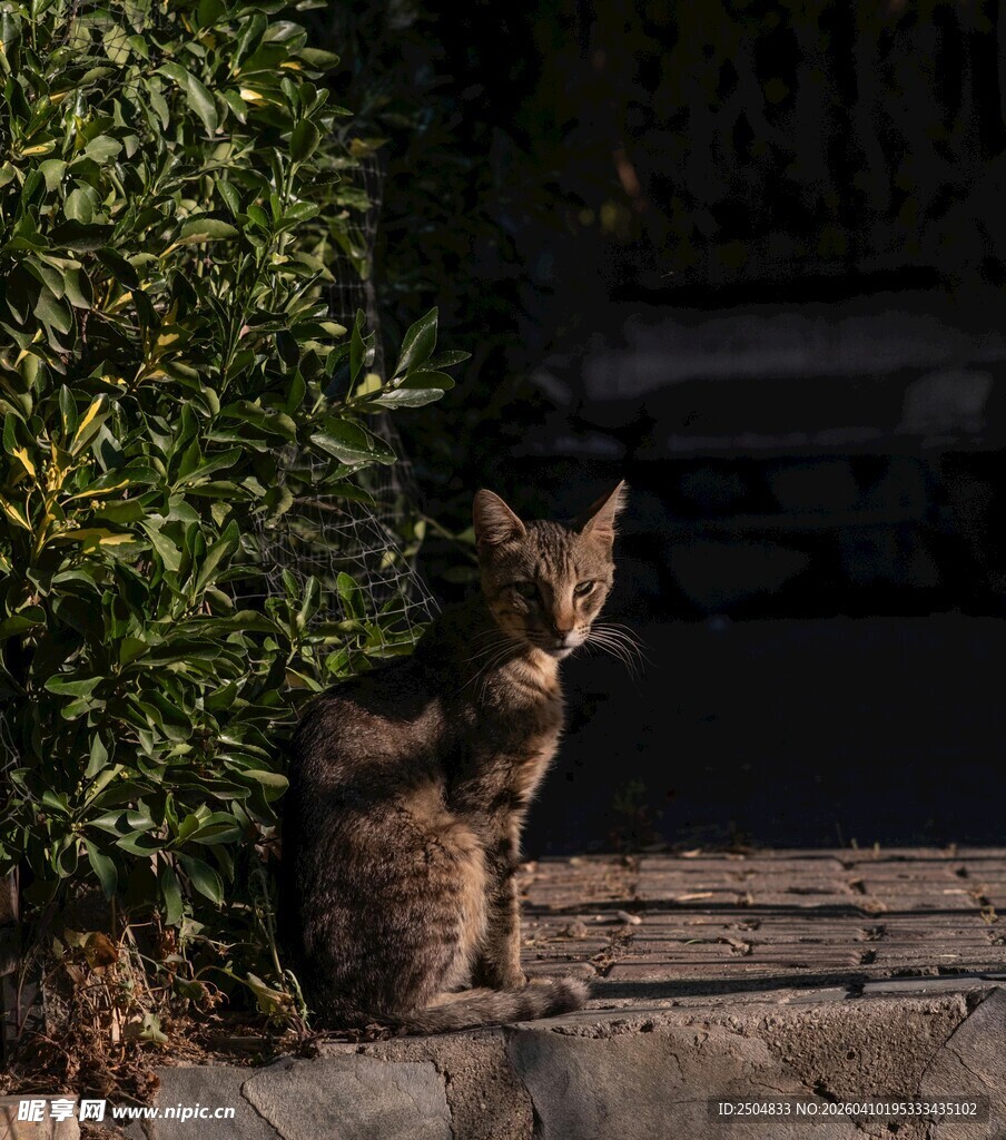 阳光下蹲坐的花纹猫咪