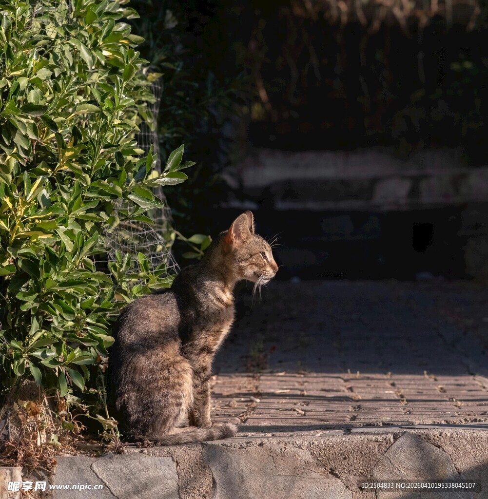 阳光下的猫咪