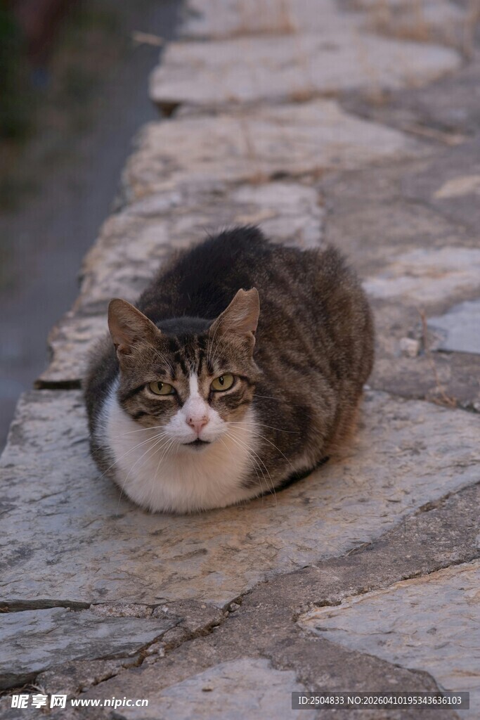 石板上的慵懒猫咪