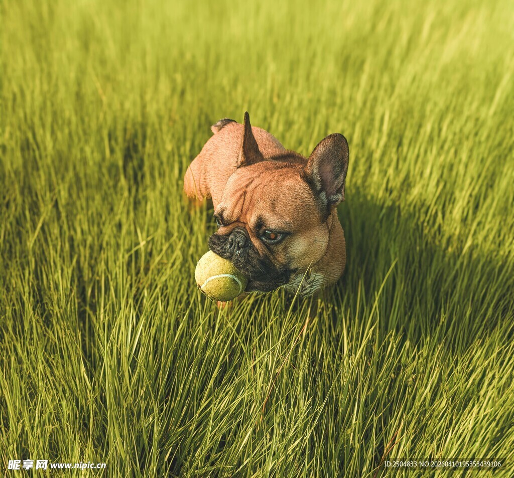 草地上玩耍的法斗犬