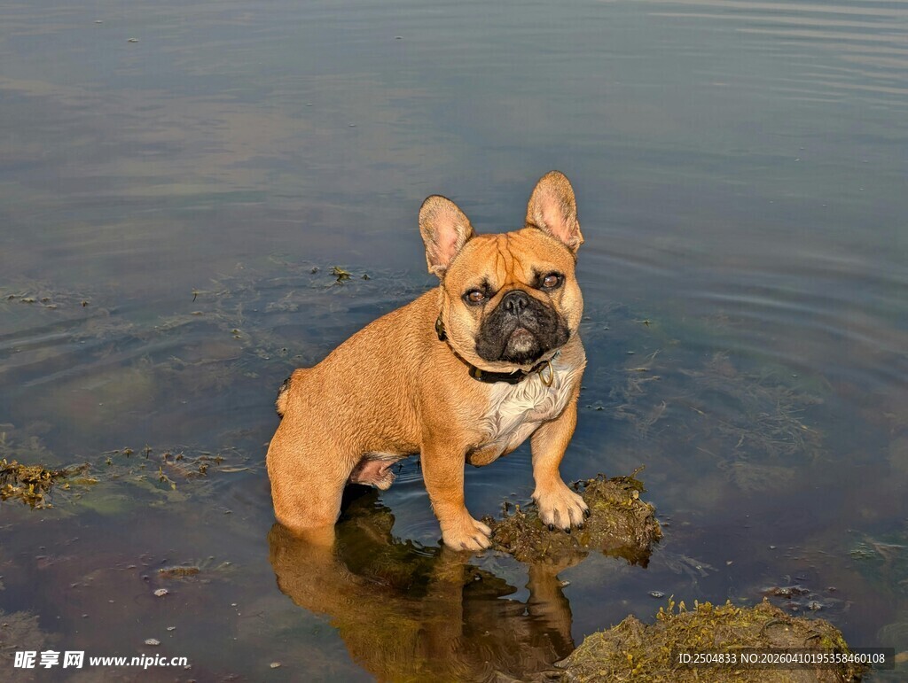 水中的法国斗牛犬