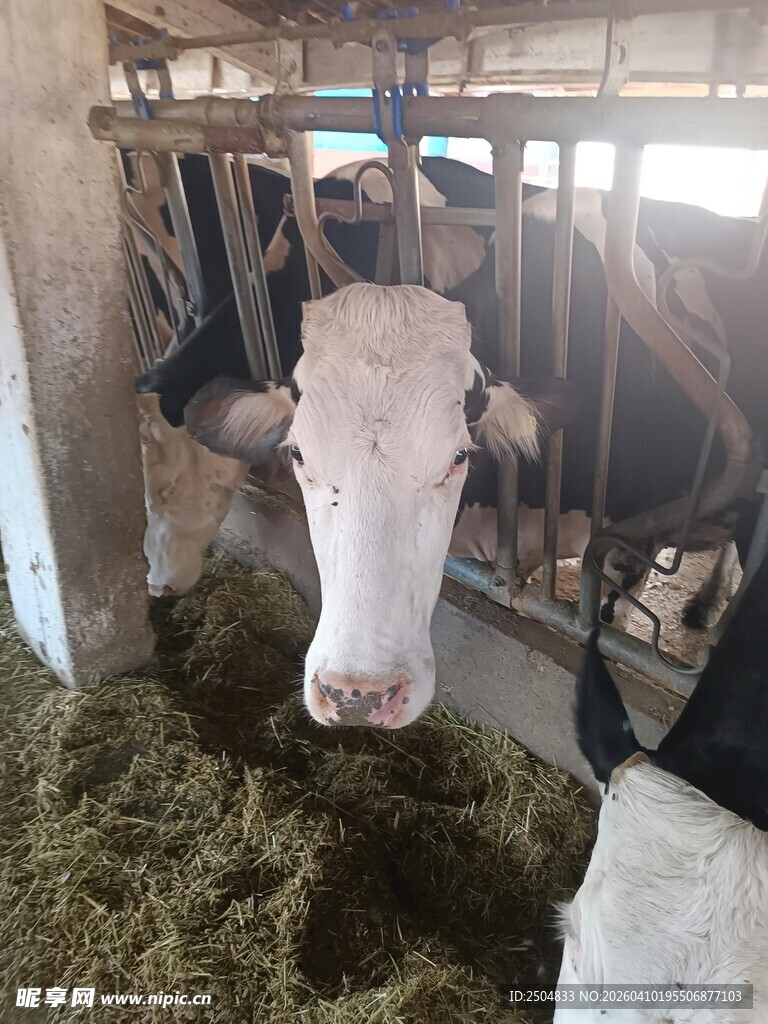 牛舍中进食的奶牛